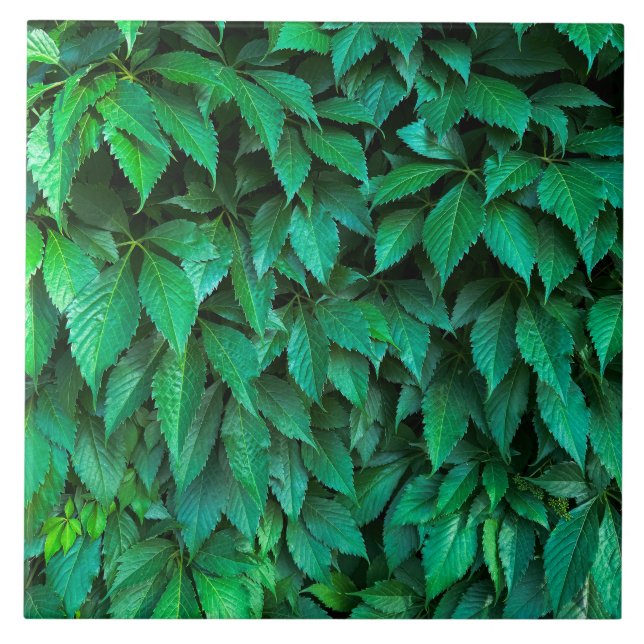 Azulejo fondo de seto verde parthenocissus patrón texto (Frente)