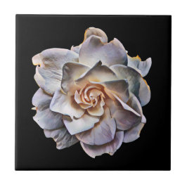 Azulejo Fondo negro de la gardenia blanca