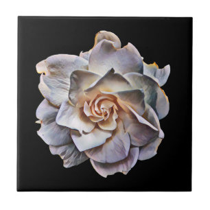 Azulejo Fondo negro de la gardenia blanca
