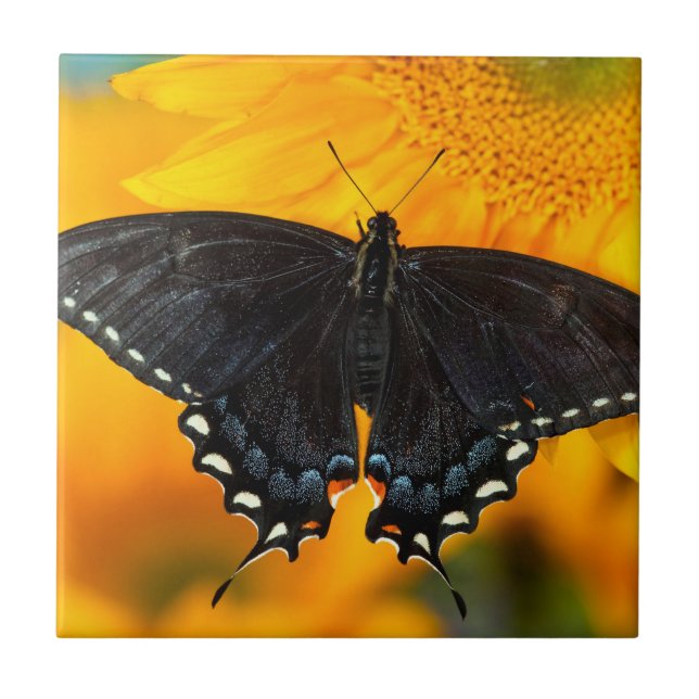 Azulejo Forma negra del tigre oriental (Frente)