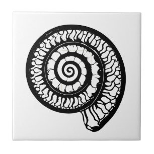 Azulejo Fósil amoniita - concha espiral