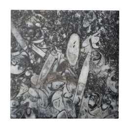 Azulejo Fósiles de ortoseras y goniatitas