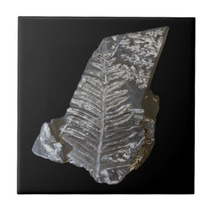 Azulejo Fossilized Fern Leaves Rock Nature Photography