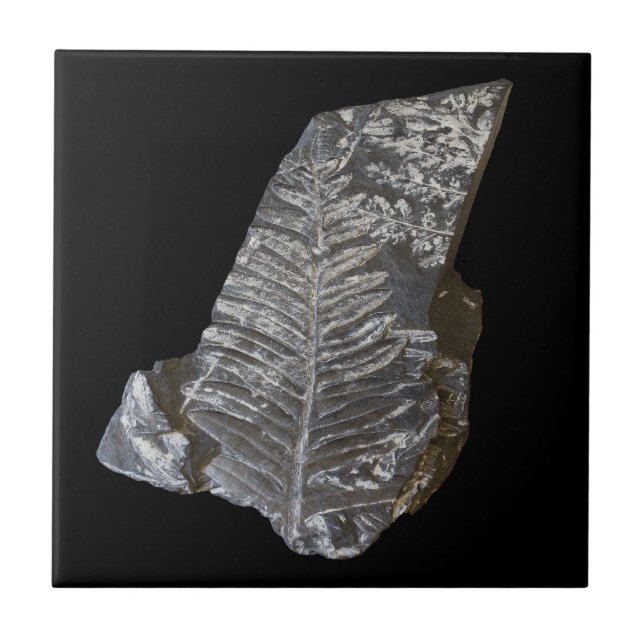 Azulejo Fossilized Fern Leaves Rock Nature Photography (Frente)