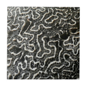 Azulejo Foto abstracta de la naturaleza Coral negro y blan