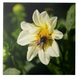 Azulejo Foto de abejorros y dahlia blanca