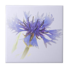 Azulejo Foto de Blue Cornflower -