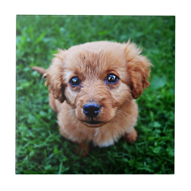 Azulejo Foto de cachorro adorable (Frente)