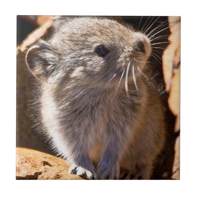 Azulejo Foto de Cute Pika para tu cocina (Frente)