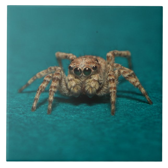 Azulejo Foto de Cute Spider Big Eyes (Frente)