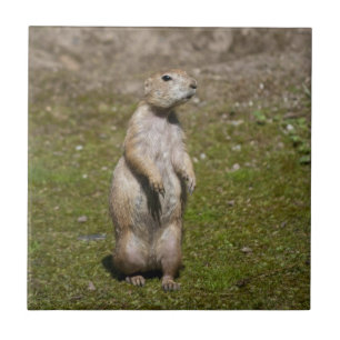 Azulejo Foto de fauna silvestre de perro de la pradera de