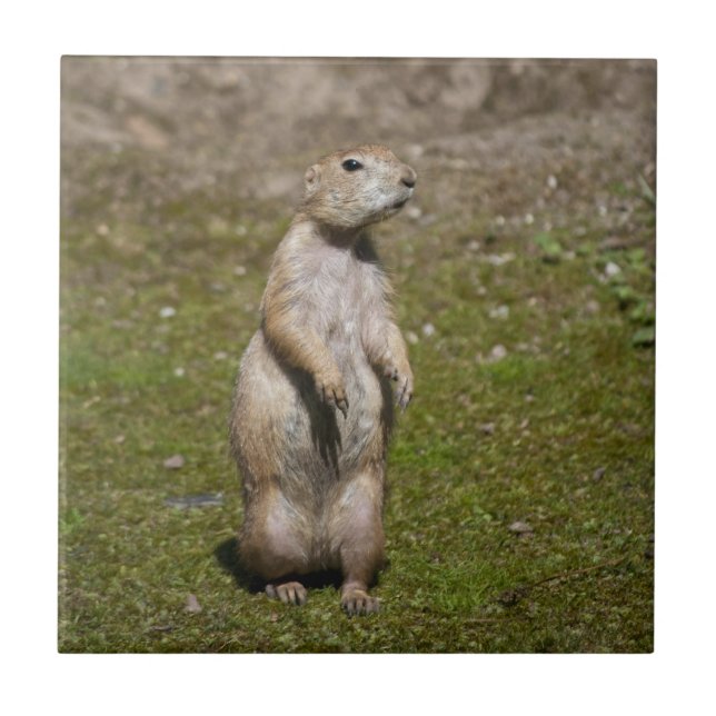 Azulejo Foto de fauna silvestre de perro de la pradera de  (Frente)