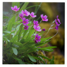 Foto de la Primula de Maguire © Sandy Long