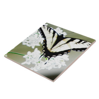 Azulejo Foto de mariposa de cola Swallowtail de tigre orie