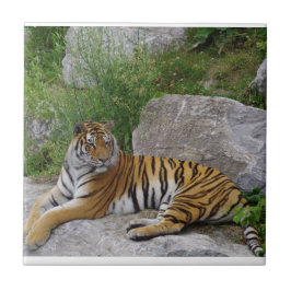 Azulejo Foto de retrato de un tigre siberiano