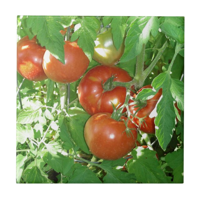 Azulejo Foto de tomates rojos maduros en la vid (Frente)