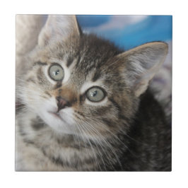 Azulejo Foto de un gato de familia de clientes