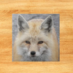 Azulejo Foto de vida salvaje Cute Red Fox<br><div class="desc">¡Para los amantes de la naturaleza y de la vida salvaje! Baldosa cerámica que muestra la imagen de un lindo zorro rojo con orejas puntiagudas y hocico. Seleccione su tamaño de mosaico. ¡Hace un gran trivet de cocina!</div>