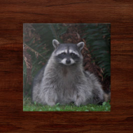 Azulejo Foto de vida silvestre de Cute Forest Raccoon