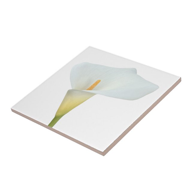 Azulejo Foto del jardín trasero de Calla blanca Lily Flowe (Lado)