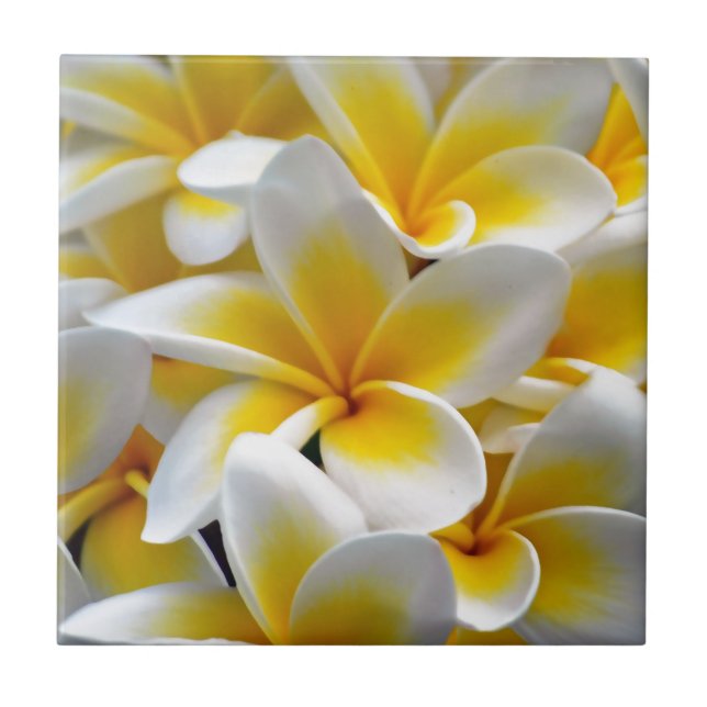 Azulejo Foto Frangipani Plumeria de Flor (Frente)