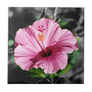 Azulejo Foto Rosa Hibiscus