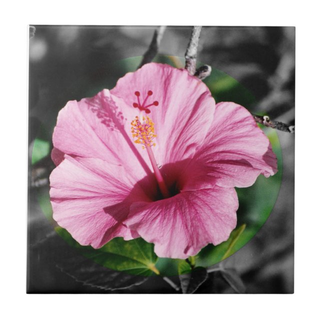 Azulejo Foto Rosa Hibiscus (Frente)