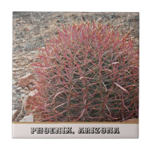 Foto única de Cactus de Barril Rojo en Phoenix Ari