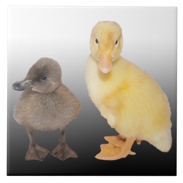 Azulejo Fotografía adorable de los anadones (Frente)