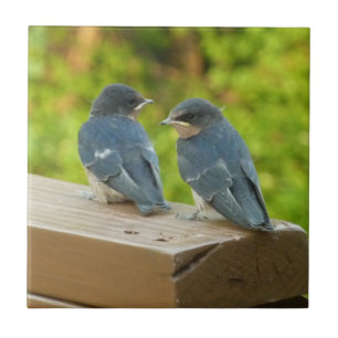 Azulejo Fotografía de aves de la naturaleza golondrinas de