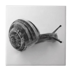 Azulejo Fotografía de caracol de jardín en la naturaleza