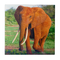 Fotografía de elefante africano adulto