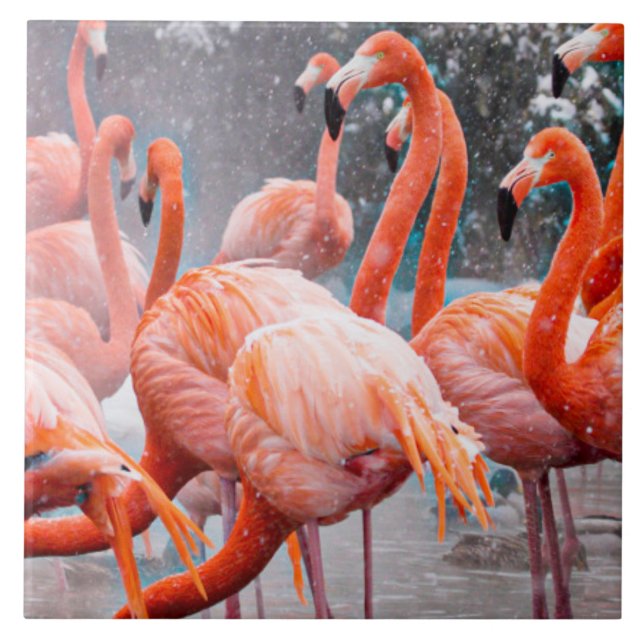 Azulejo Fotografía de Flamingos de Estados Unidos (Frente)