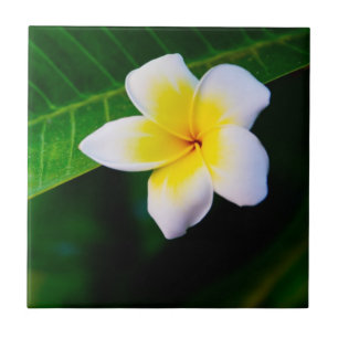 Azulejo Fotografía de Flor de Plumeria
