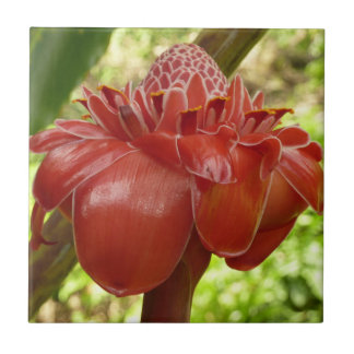Azulejo Fotografía de la Flor Tropical del jengibre de la 