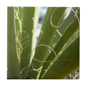 Azulejo Fotografía de la naturaleza de hojas de yuca verde
