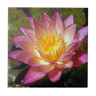 Azulejo Fotografía de Lirio de Agua Rosa