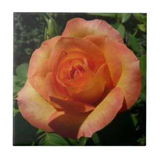 Azulejo Fotografía de Peach Rosa Naranja Floral