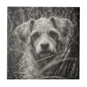 Azulejo Fotografía de retrato blanco y negro de cachorro s
