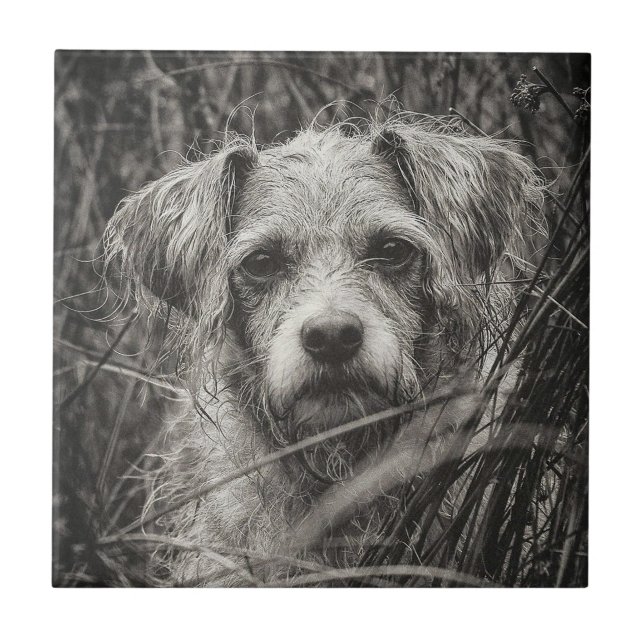 Azulejo Fotografía de retrato blanco y negro de cachorro s (Frente)