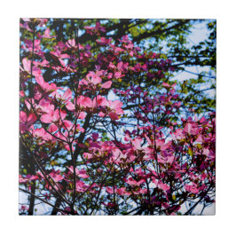 Azulejo Fotografía de un árbol de dogwood con flores rosad