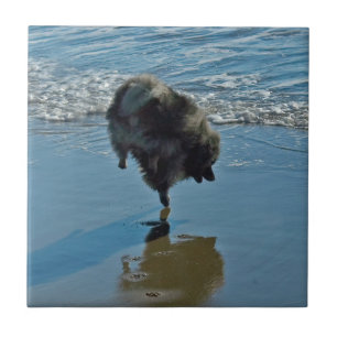 Azulejo Fotografía del Ballet Keeshond - Arte de Perro Ori
