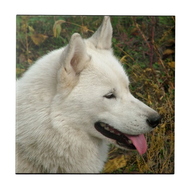 Azulejo Fotografía del perro del Malamute de Alaska (Frente)