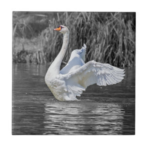 Azulejo Fotografía en blanco y negro de cisne