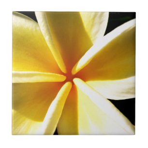 Azulejo Fotografía floral de frangipani tropical