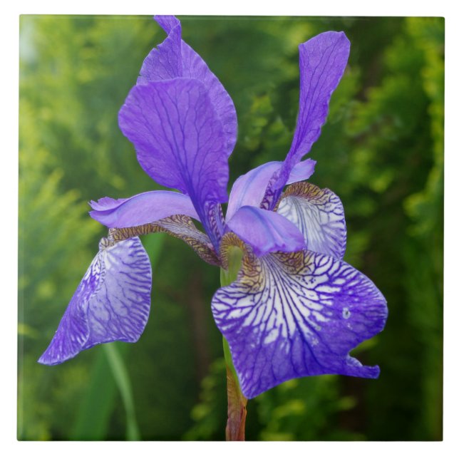 Azulejo Fotografía floral de Iris sybirica (Frente)