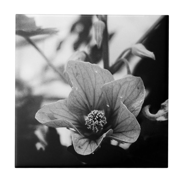 Azulejo Fotografía floral en blanco y negro (Frente)