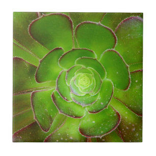 Azulejo Fotografía suculenta verde radiante de la macro d