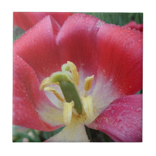 Azulejo Fotográfico de Cerámica Tulipán Pequeño (1