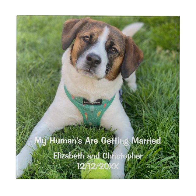 Azulejo Fotos de compromiso: Mis humanos se casan (Frente)